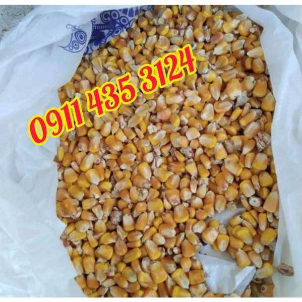 خوراک دام گنبد