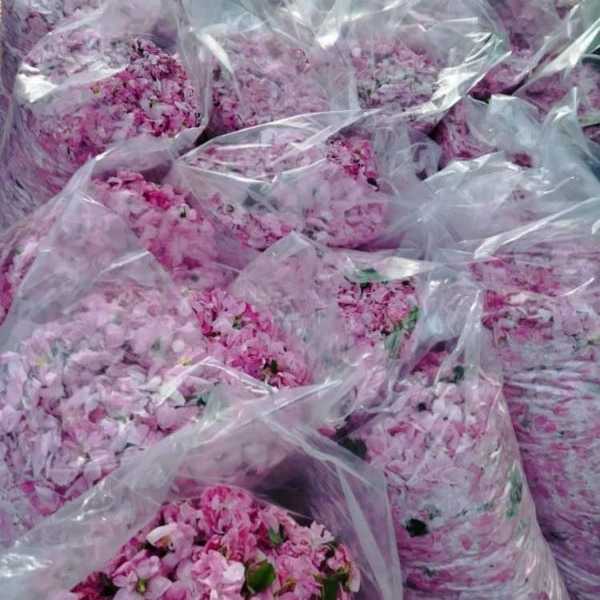 راشا رز