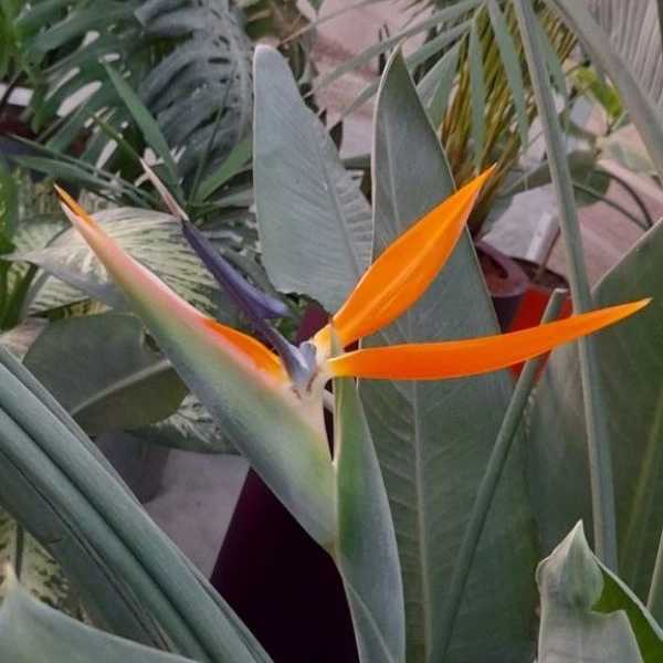گلخانه سالی رز