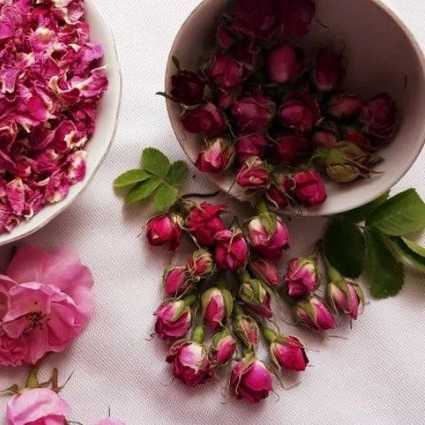 راشا رز