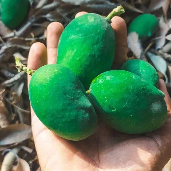 فروشگاه بی بی مینو