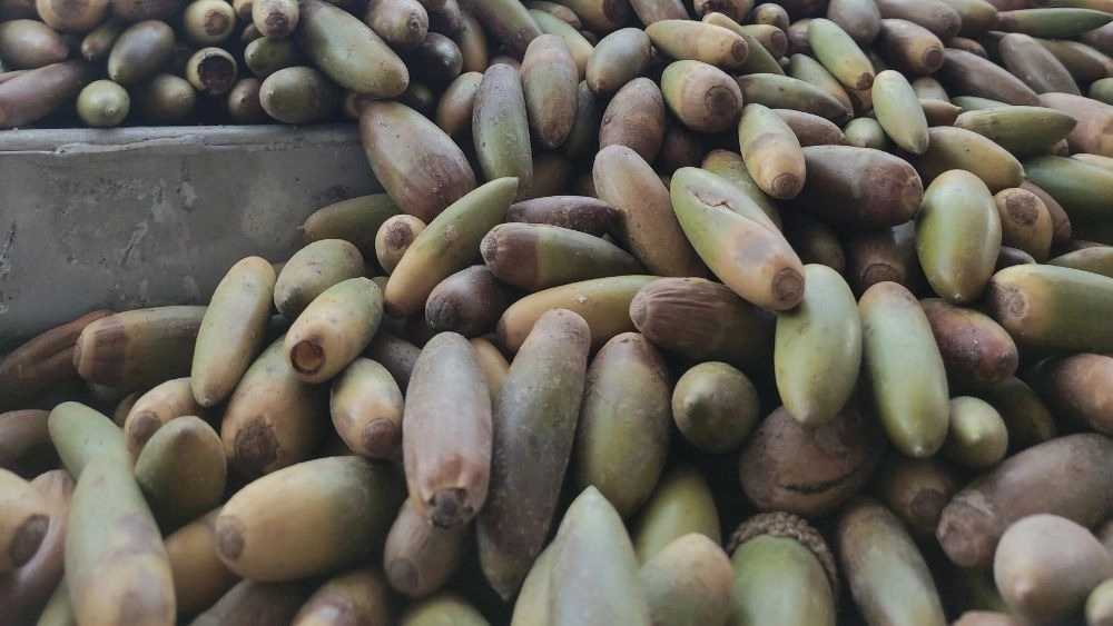 مجموعه آزاد اندیشان، فروش بلوط در لردگان چهارمحال بختیاری