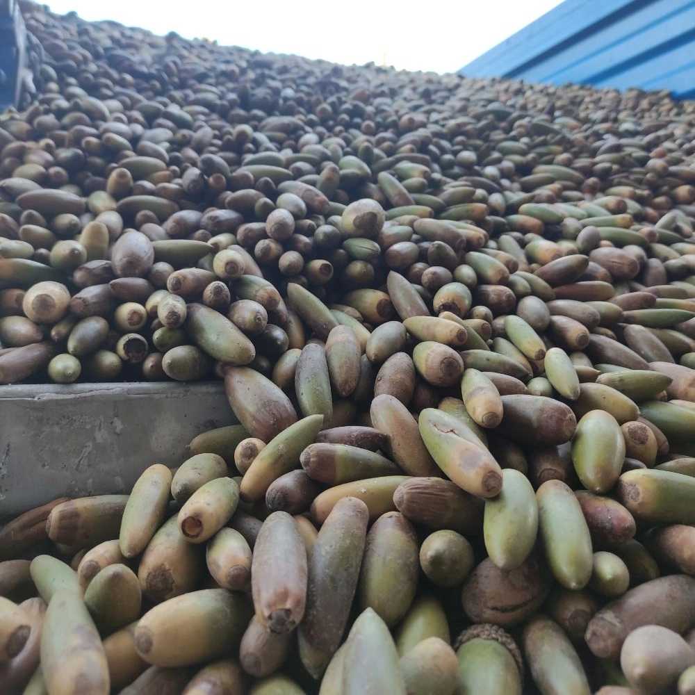 مجموعه آزاد اندیشان