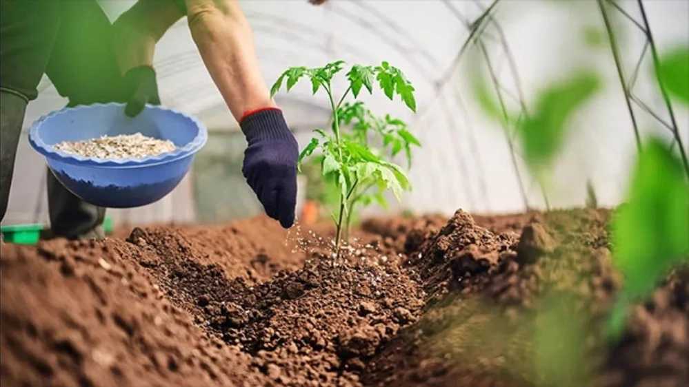 کود اوره برای چه گیاهانی مناسب است؟