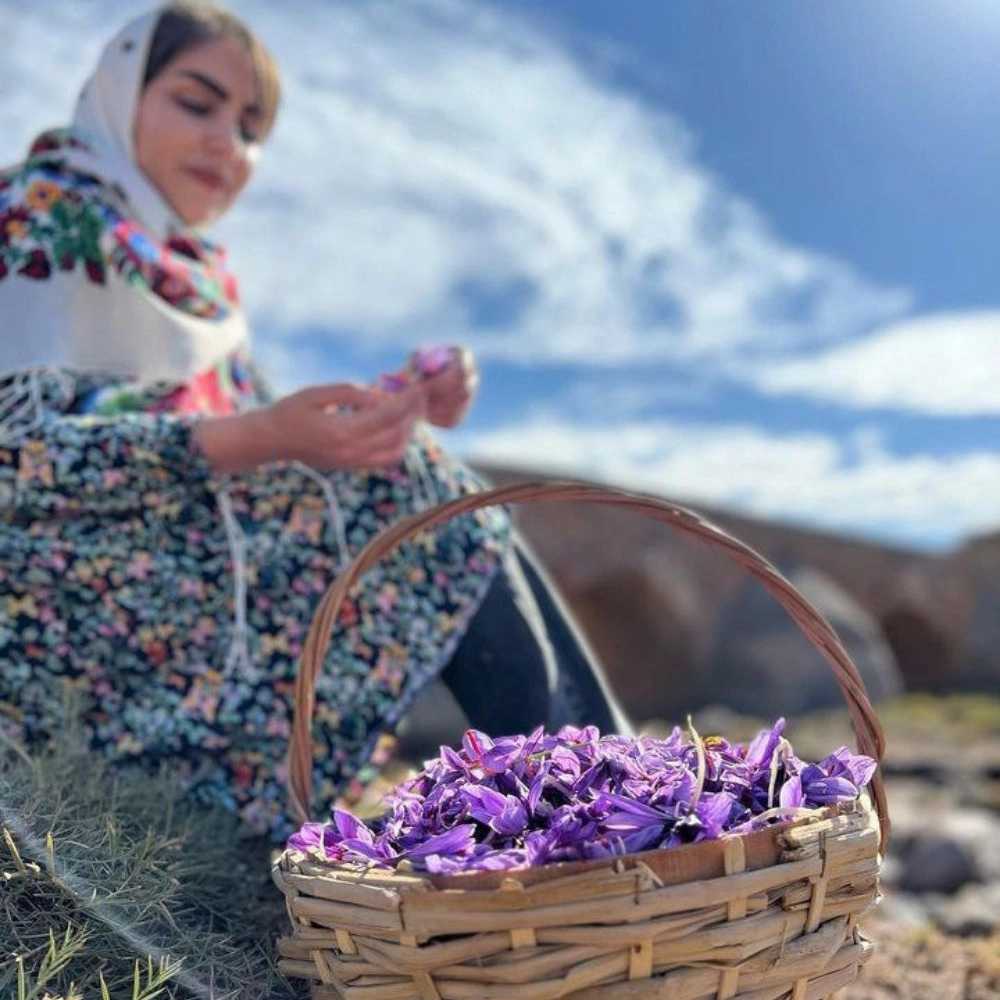 تولید و فروش زعفران