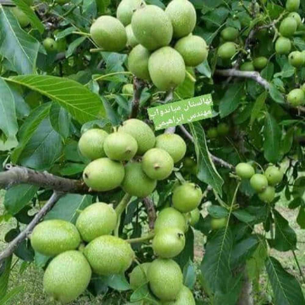 نهالستان ارس زرینه