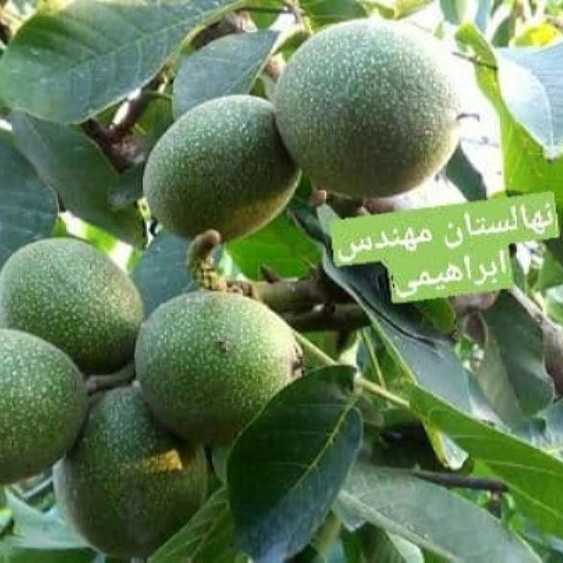 نهالستان ارس زرینه