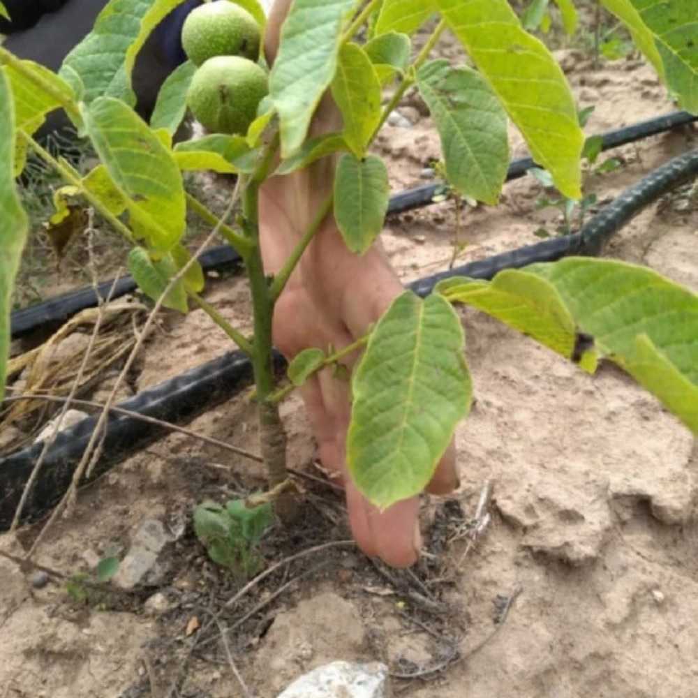 نهالستان ارس زرینه