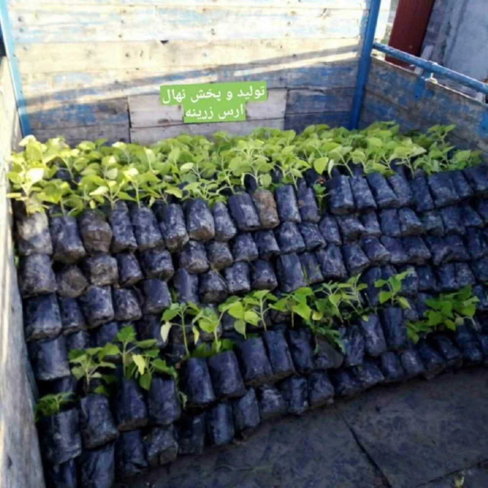 نهالستان ارس زرینه