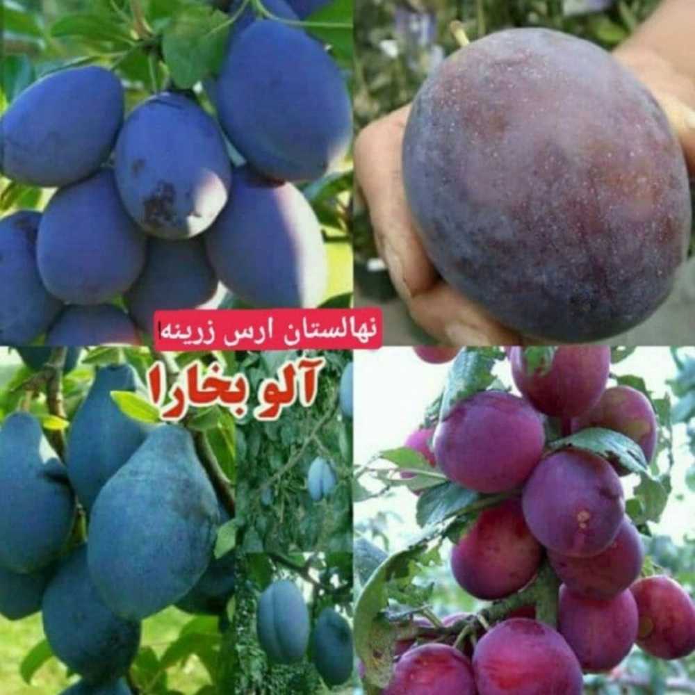 فروش نهال میوه در میاندوآب