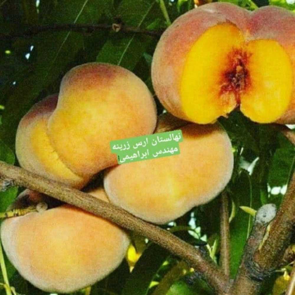 فروش نهال میوه در میاندوآب