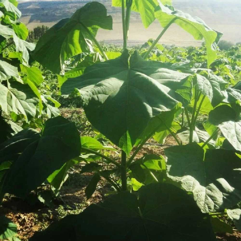 فروش نهال گردو زردآلو هلو سیب در جلفا