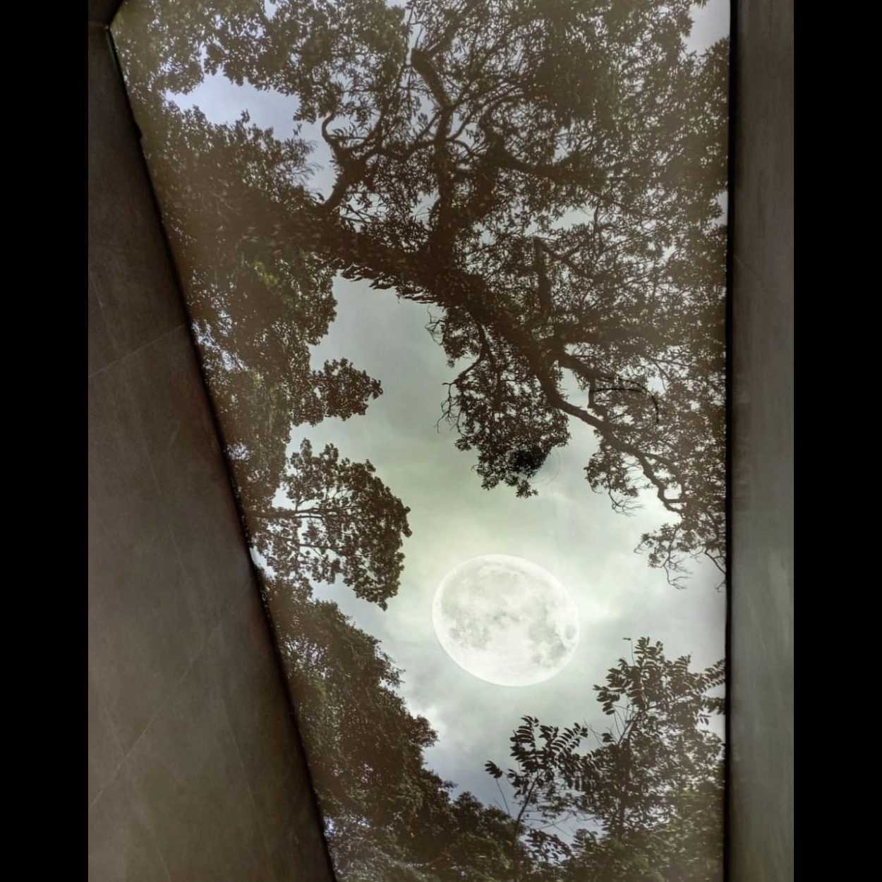 سقف کشسان