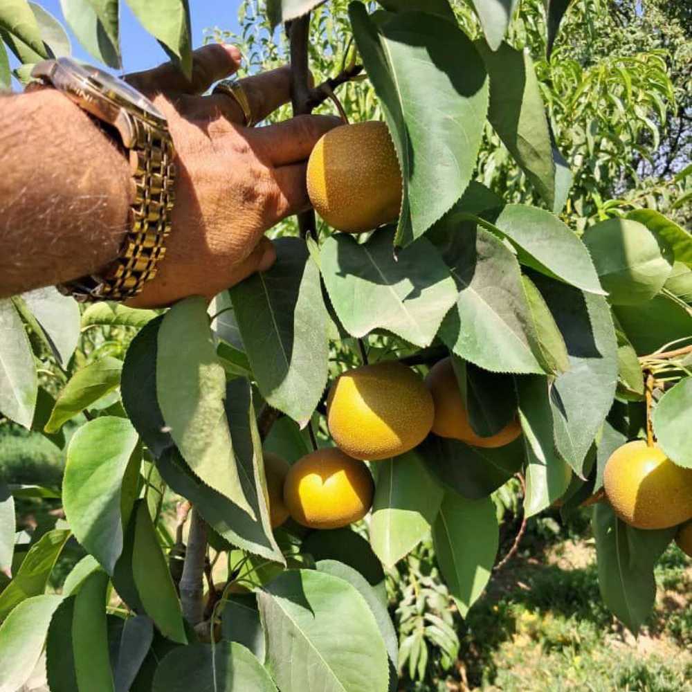 نهال گلابی پرتقالی