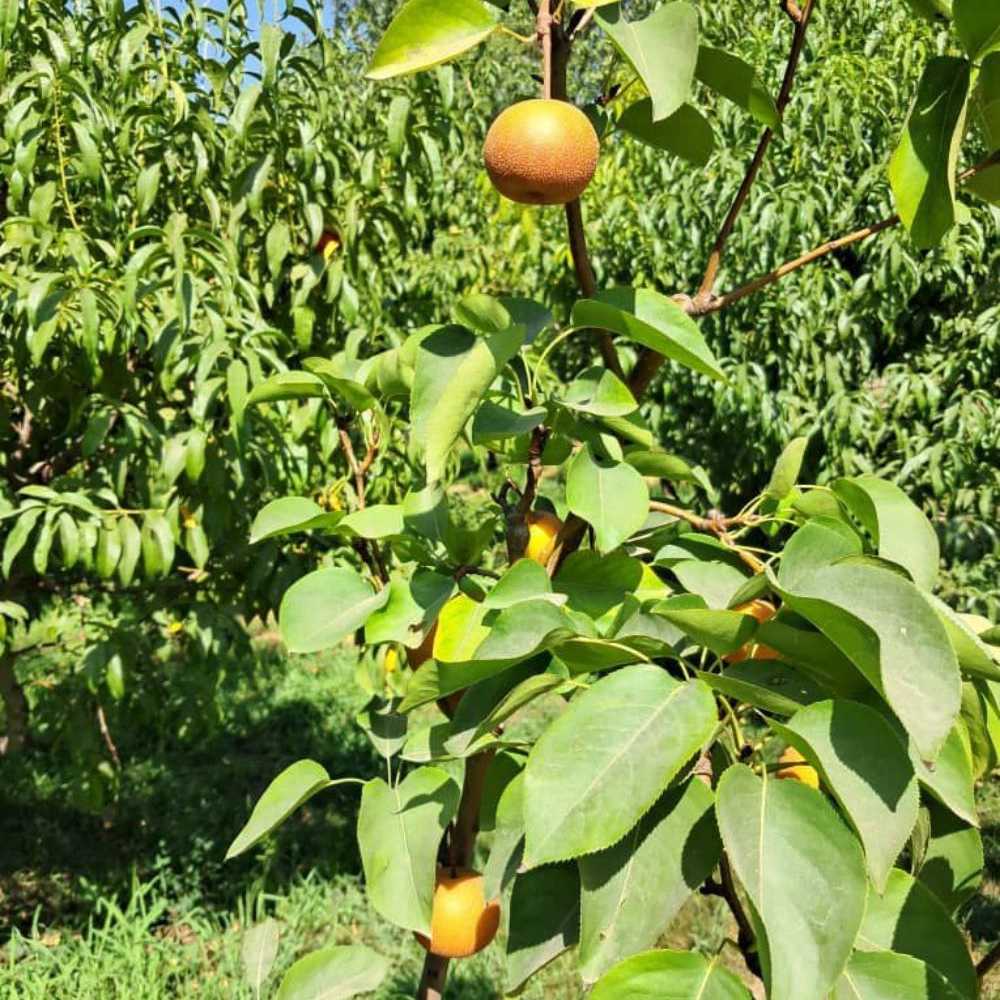 نهال گلابی پرتقالی