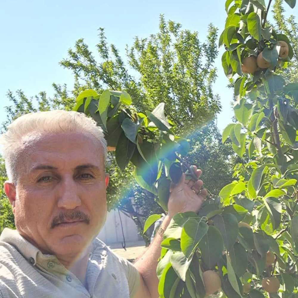 نهال گلابی پرتقالی