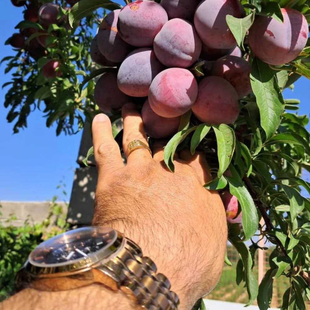نهالستان ارس زرینه، فروش نهال گردو زردآلو هلو سیب در میاندوآب