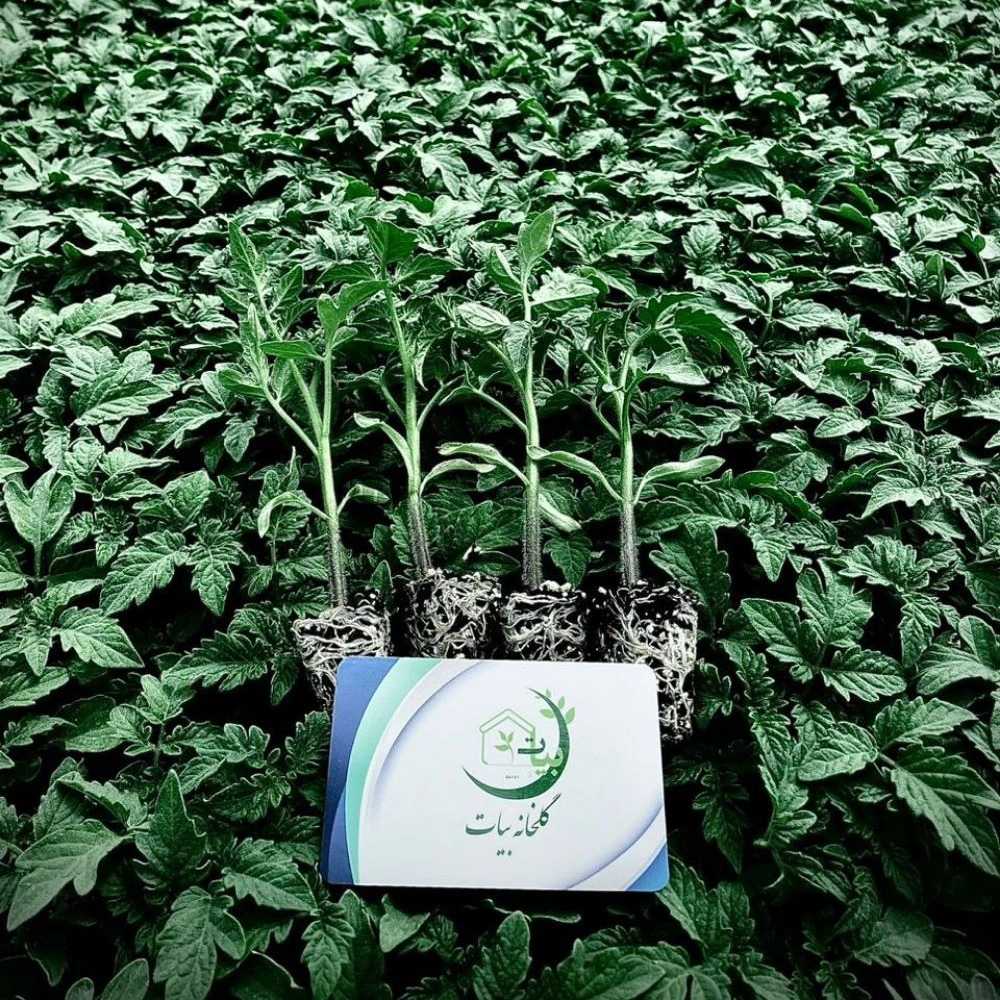 گلخانه بیات