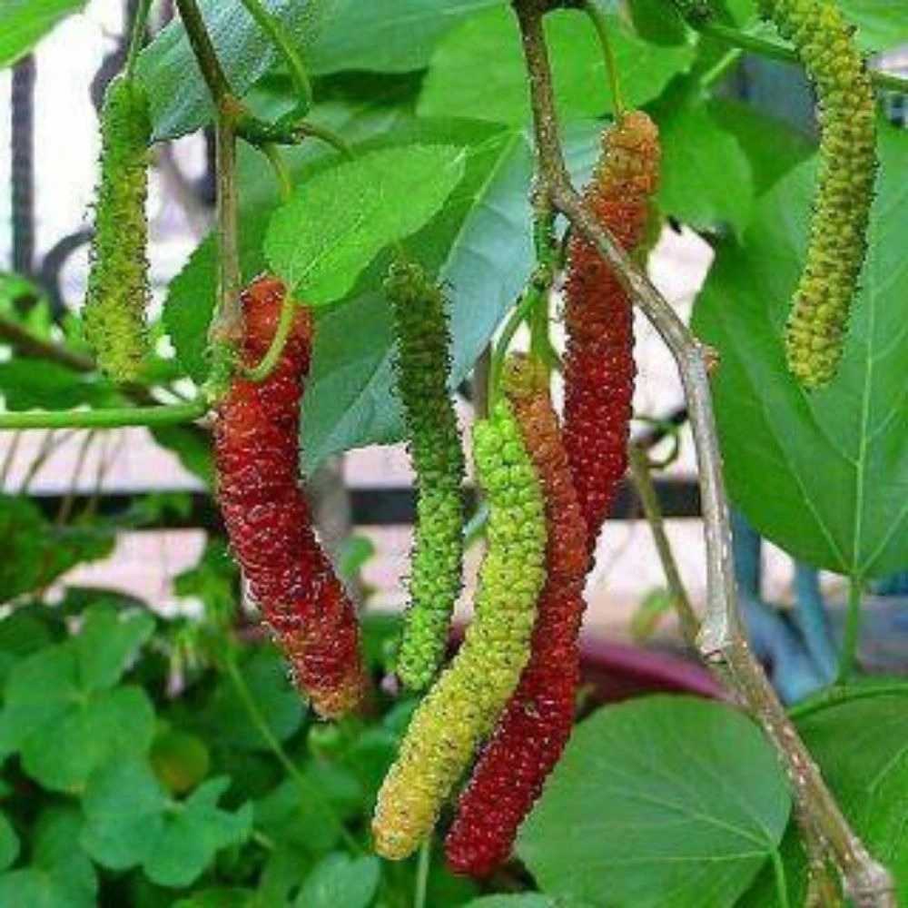 نهالستان عزیزی
