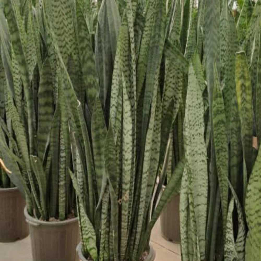گلخانه