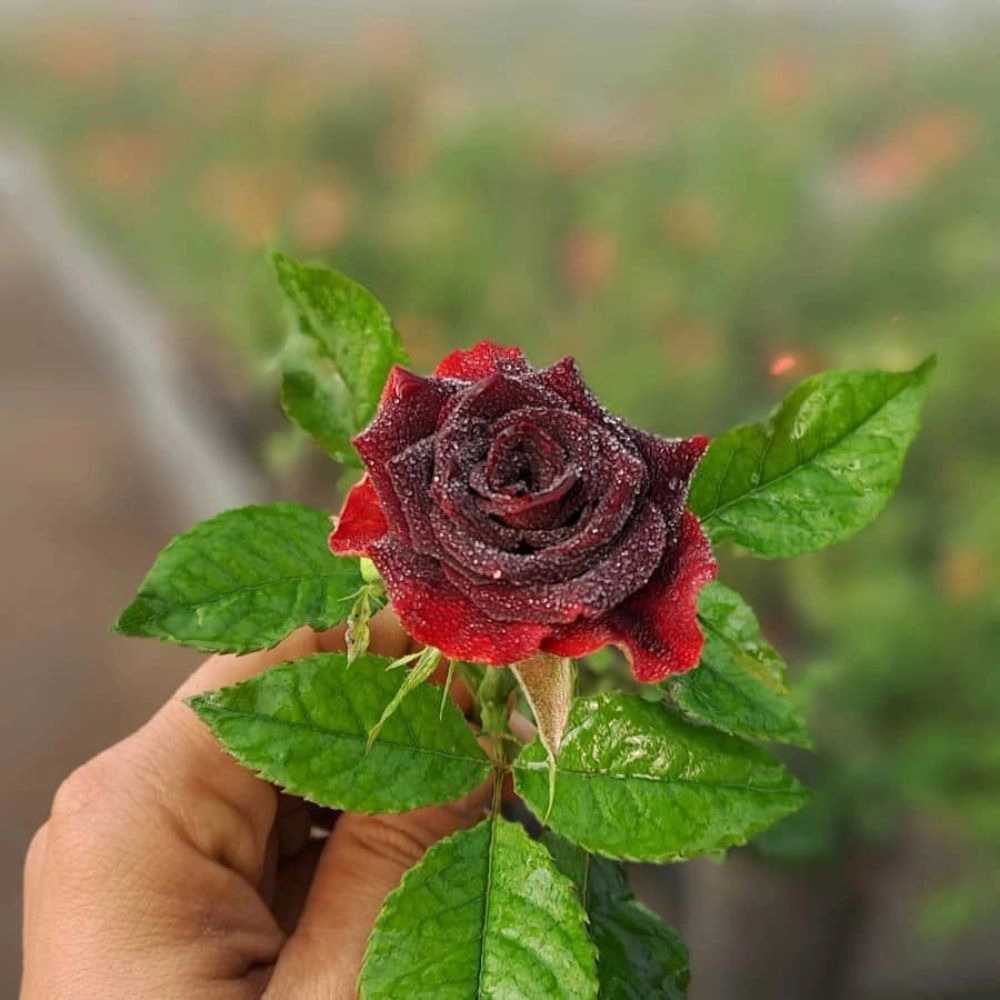گلخانه