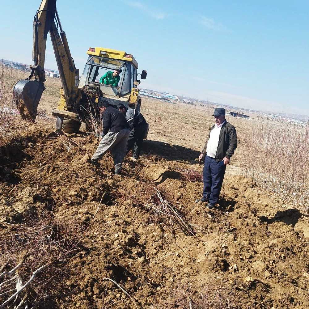 نهالستان پرتلاش سبز شریفی