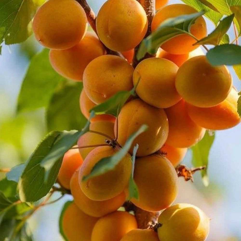 نهالستان آریانا زنجان