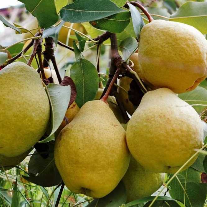 نهالستان آریانا زنجان