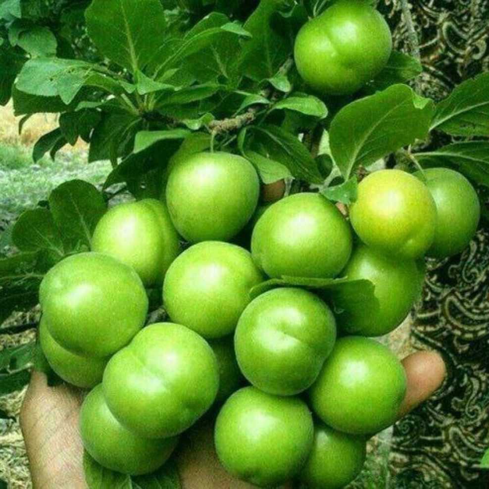 نهالستان آریانا زنجان