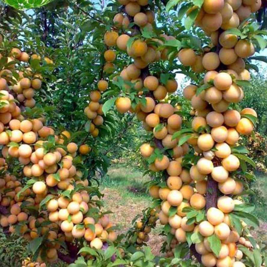 نهالستان آریانا زنجان