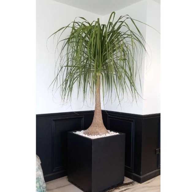 اجرای فضای سبز