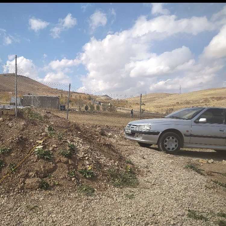 دندی تاران