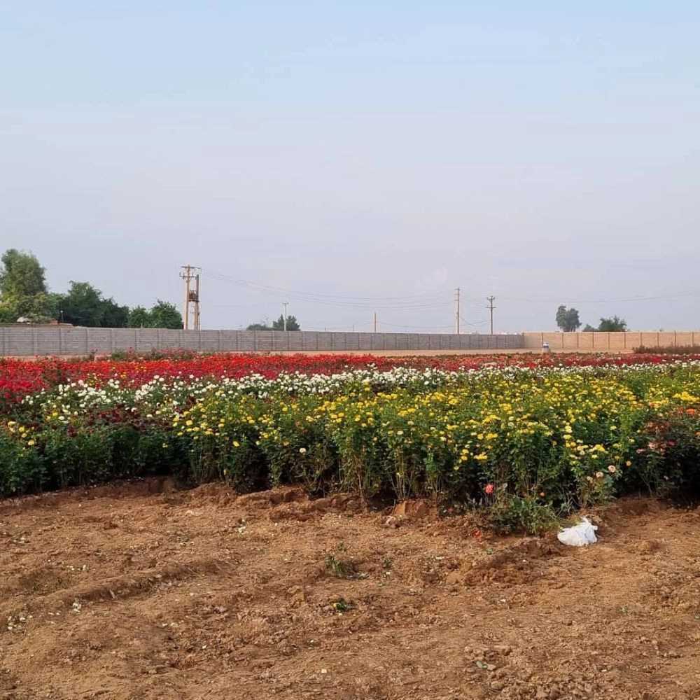 فروش گل رز هلندی و نهال مرکبات پیوندی