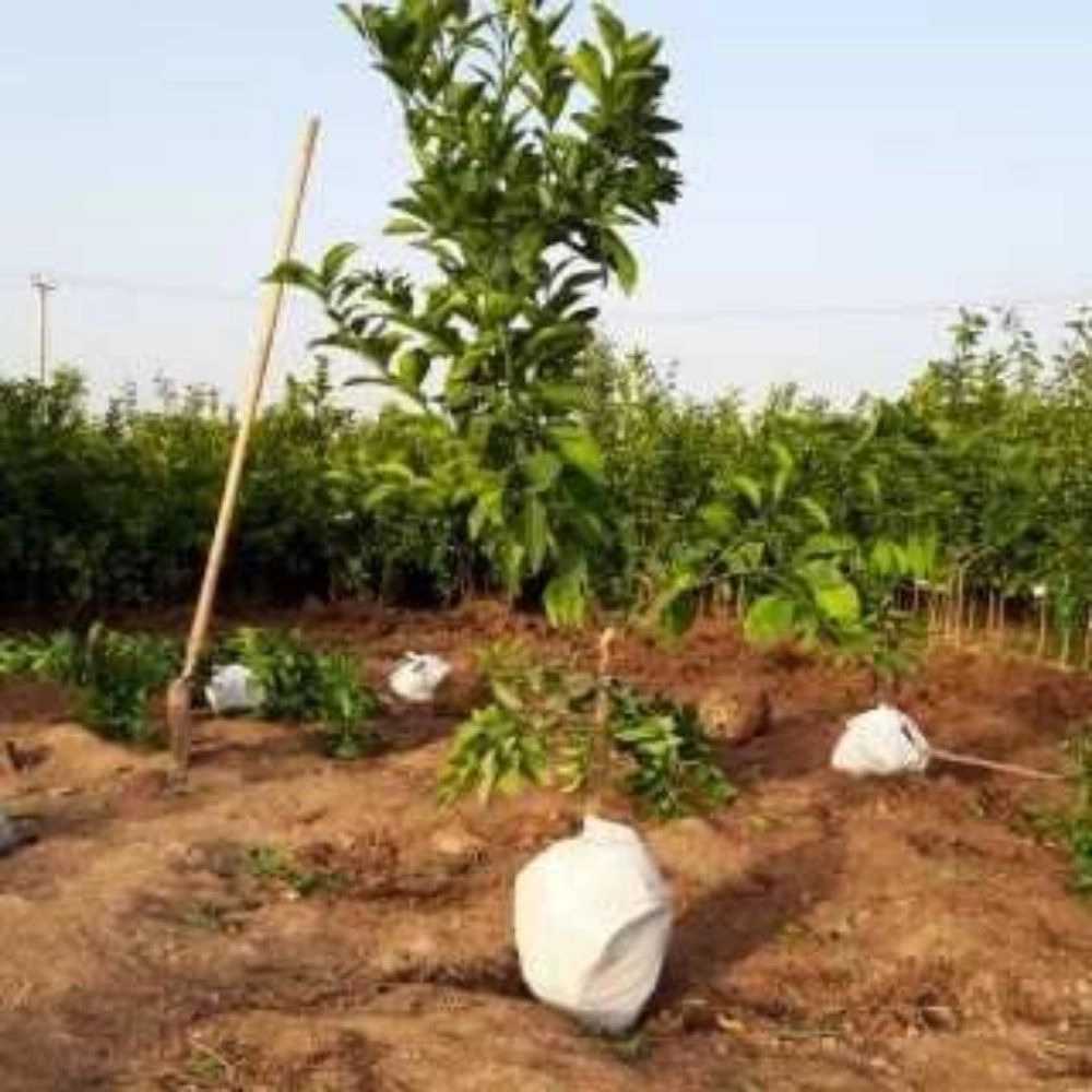 نهالستان الماس جنوب