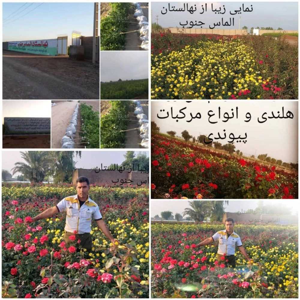 نهالستان الماس جنوب