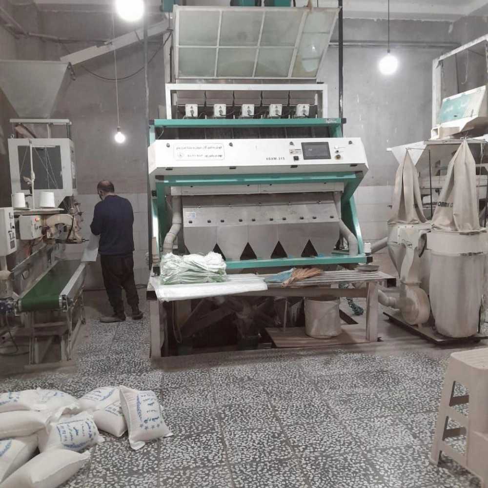 سورتینگ برنج علوی