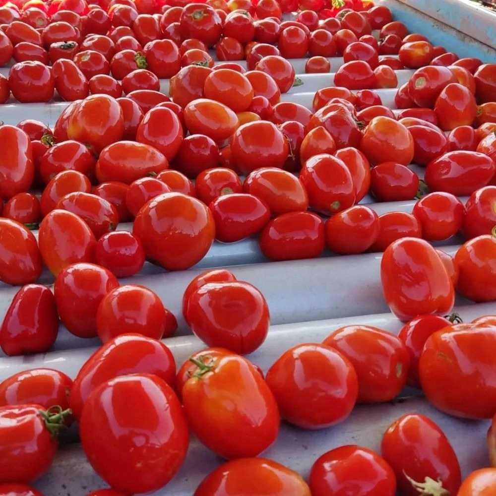 کارخانه رب گوجه فرنگی بوته چین