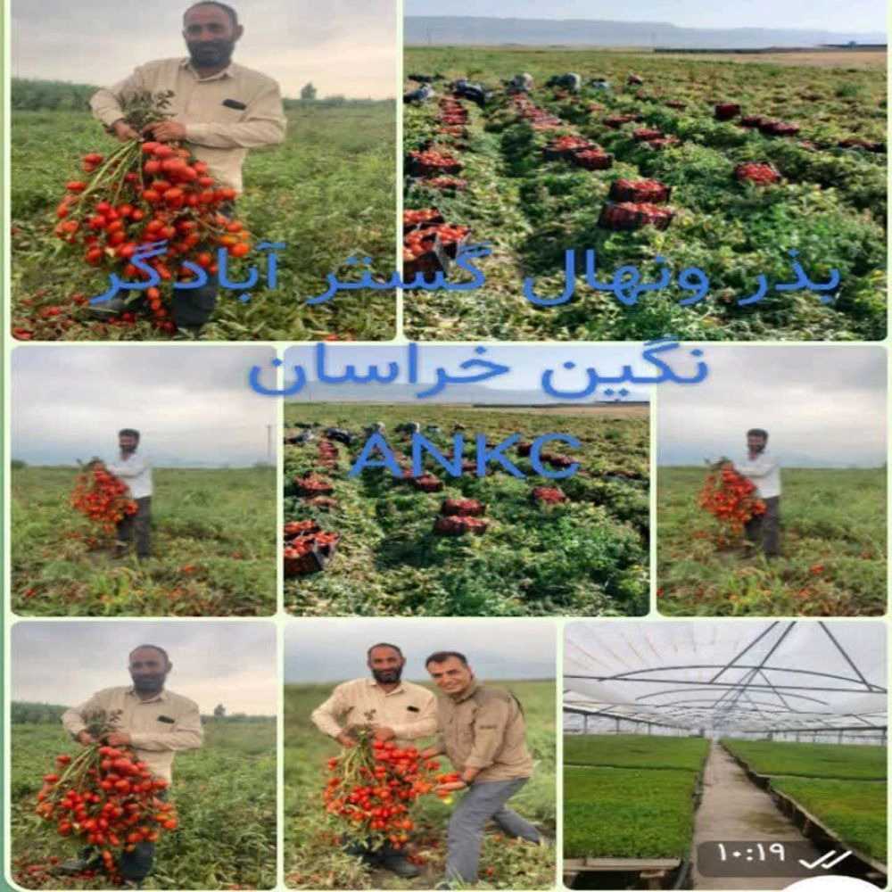 نشا آماده کشت گوجه فرنگی