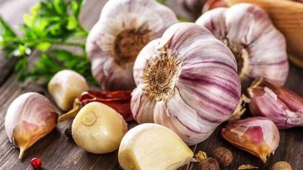 الوند کشت، تامین کننده سیر و مشتقات سیر در همدان