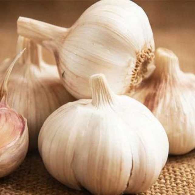 الوند کشت
