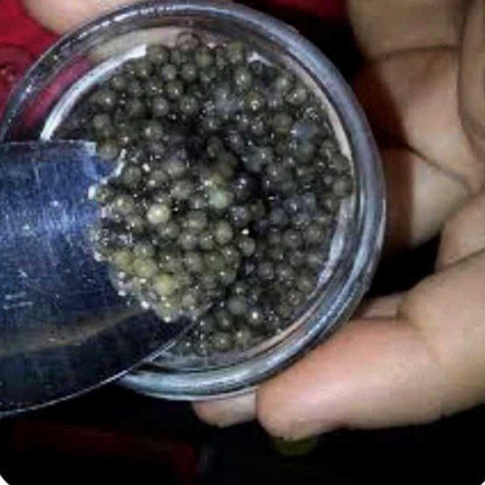 خاویار ماهی ارگانیک در خوزستان