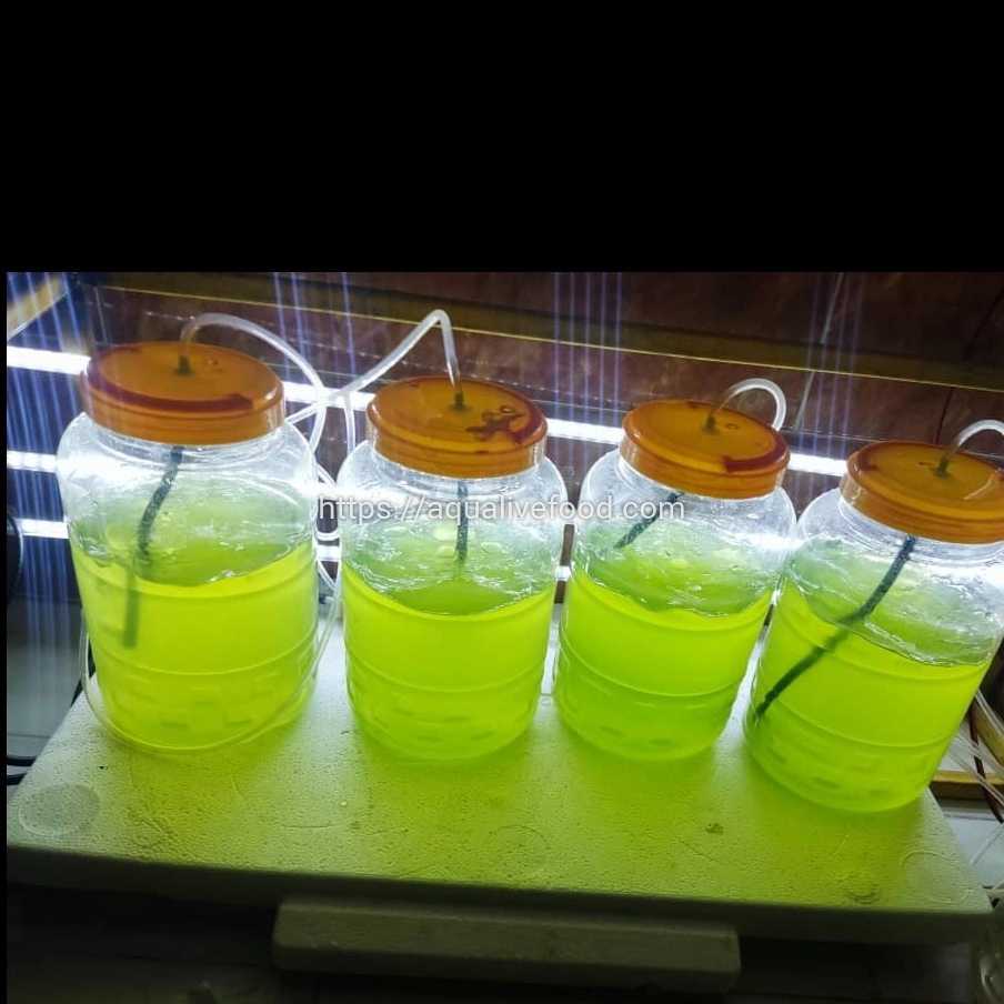 پرورش جلبک