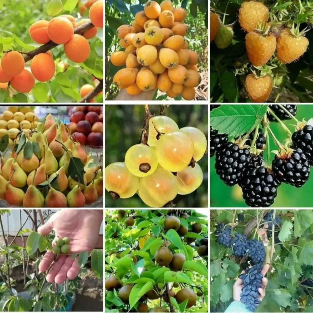 انواع نهال اصلاح شده