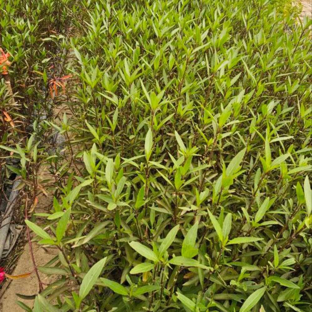 فروش انواع گل و درختچه زینتی