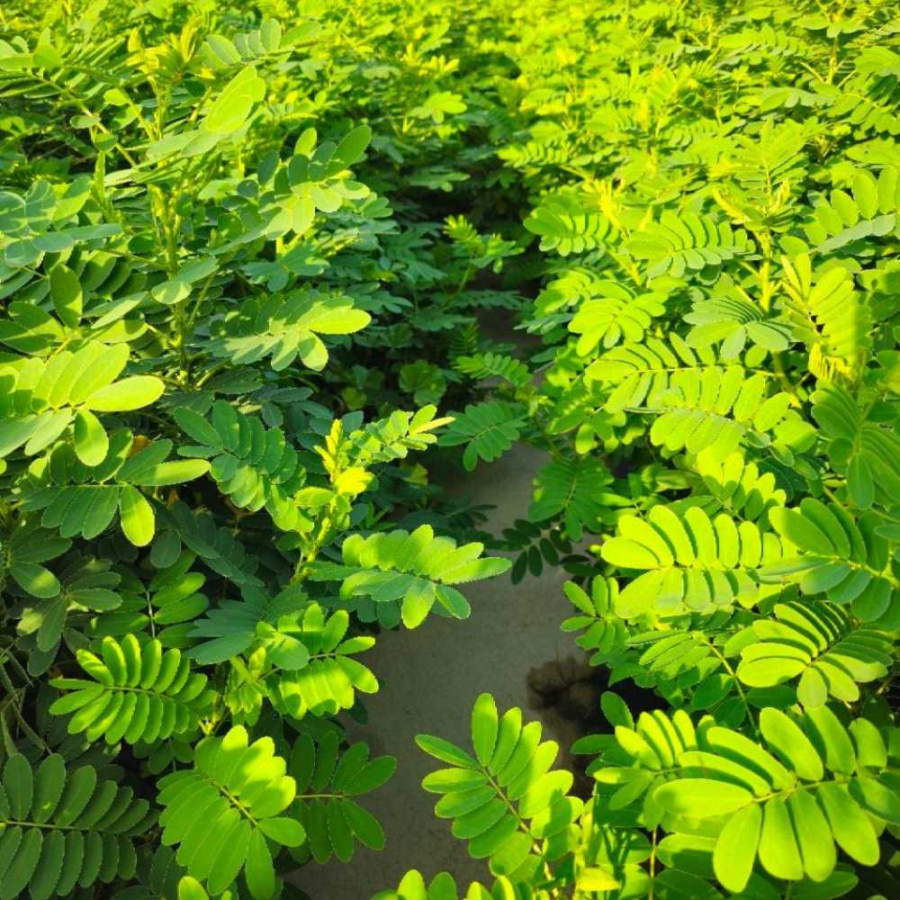 نهالستان بزرگ سامیار