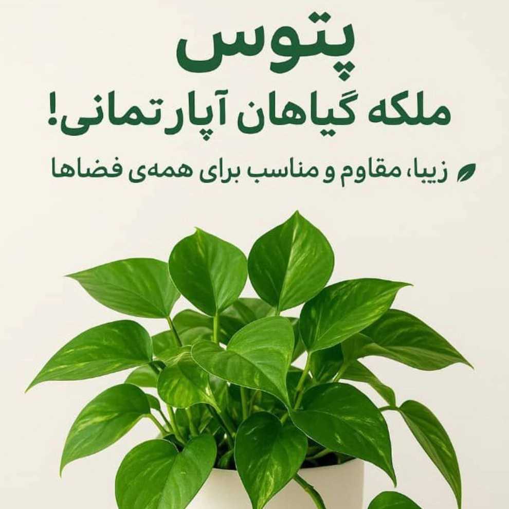 پتوس
