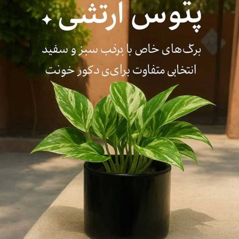 پتوس ارتشی