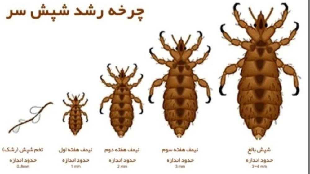 سمپاشی حشرات و جانوران موذی در مازندران