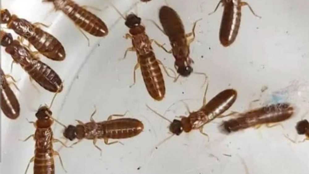شرکت پاد اقلیم آویژه مازندران