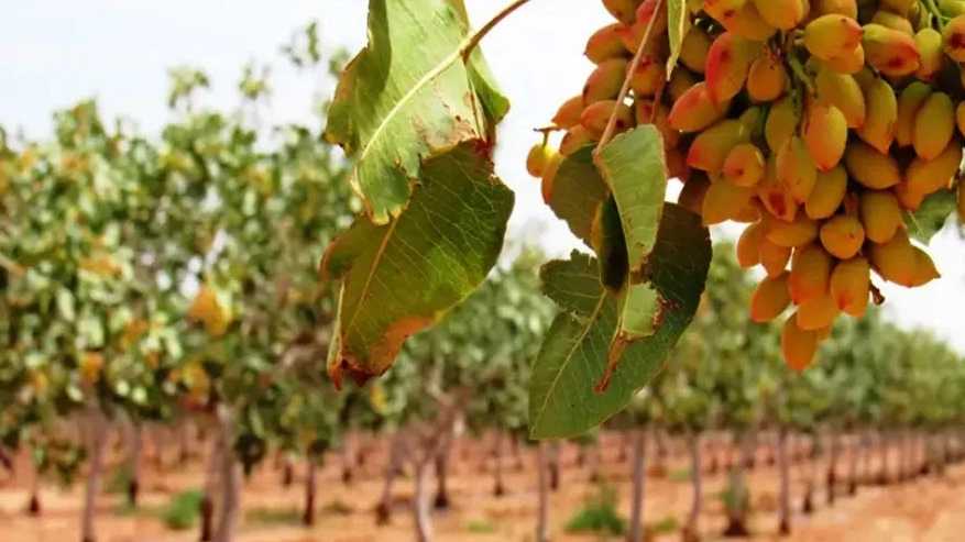 نهالستان پسته زمرد سبز، فروش نهال پسته پیوندی و غیر پیوندی در مهریز